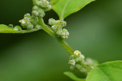 Chenopodium album